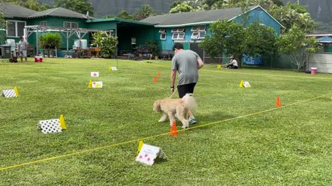 AKC Rally Novice Course 1