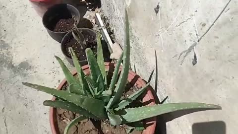 Three pots of aloe vera flowers