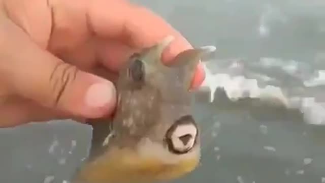 Strange fish was found on the beach