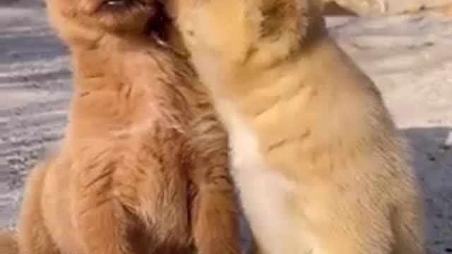 Very funny two animals video