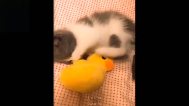 ๐Cute And Funny cats and pets | Try Not To Laugh ๐