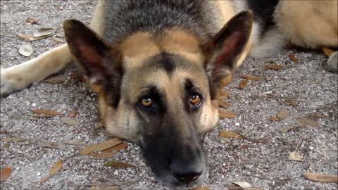 German Shepherd Dog