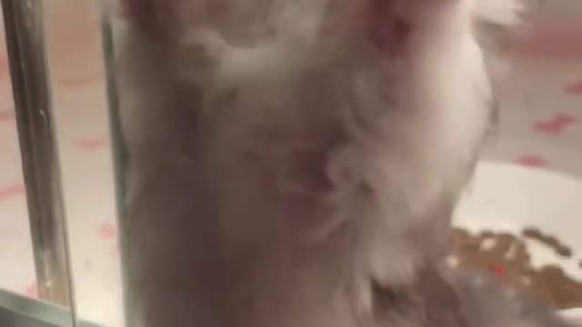 #cat #catsoftiktok #cute #pets