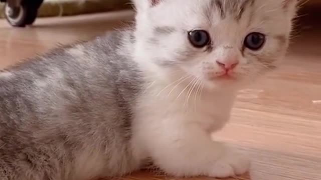 little kittens learn to walking