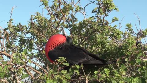 Frégate superbe (Fregata m. magnificens) Magnificent Frigatebird