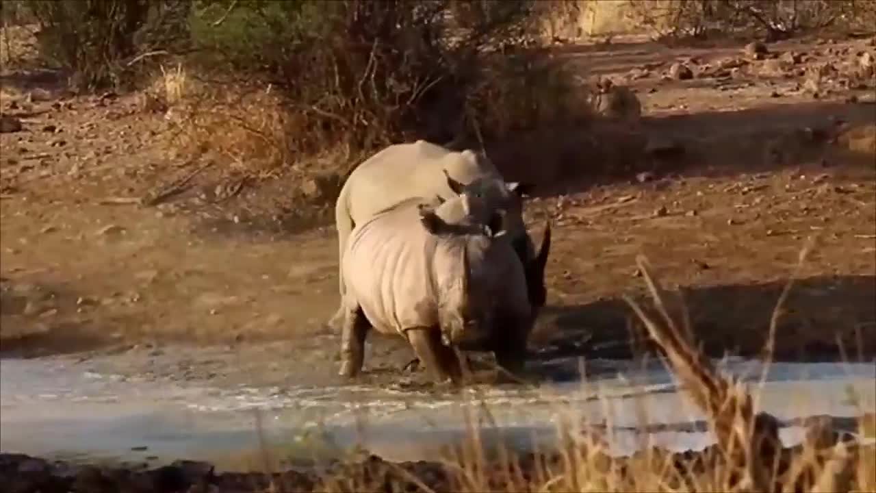 Rinocerontes Lutando Por Território