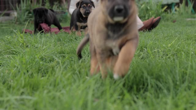 Puppies Running on the Grass