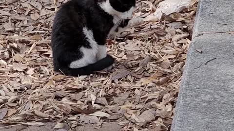 kitten paw grooming