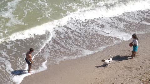 Dog plays the ball on the beach