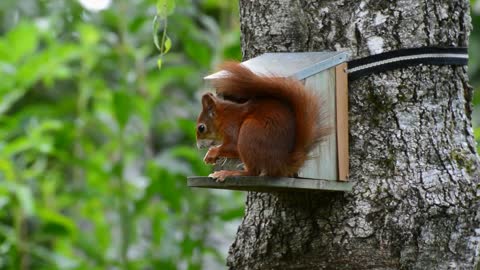 lovely squirrel eating on tree