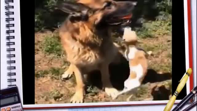 Fun with animals !!!