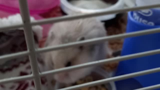 My cute hamster pudding