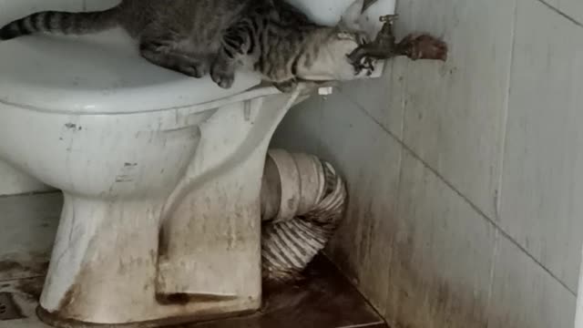 Cat drink from