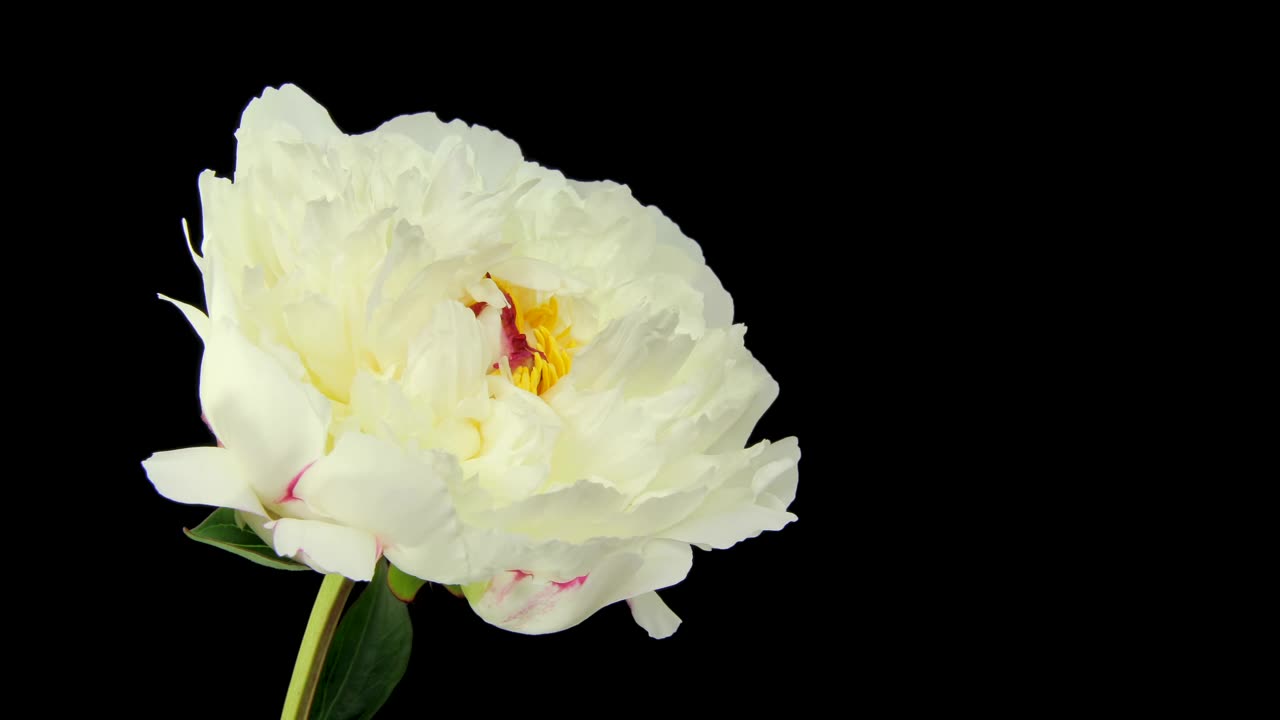 White rose blooming on black background