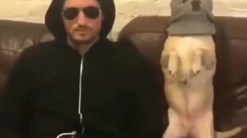 Best Funny Animal Videos 2022 😺 Funny Dog Videos 2022 😁 Funniest Dog Videos 😁😇