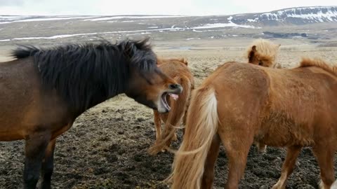 Group Icelandic horses in cold windy weather