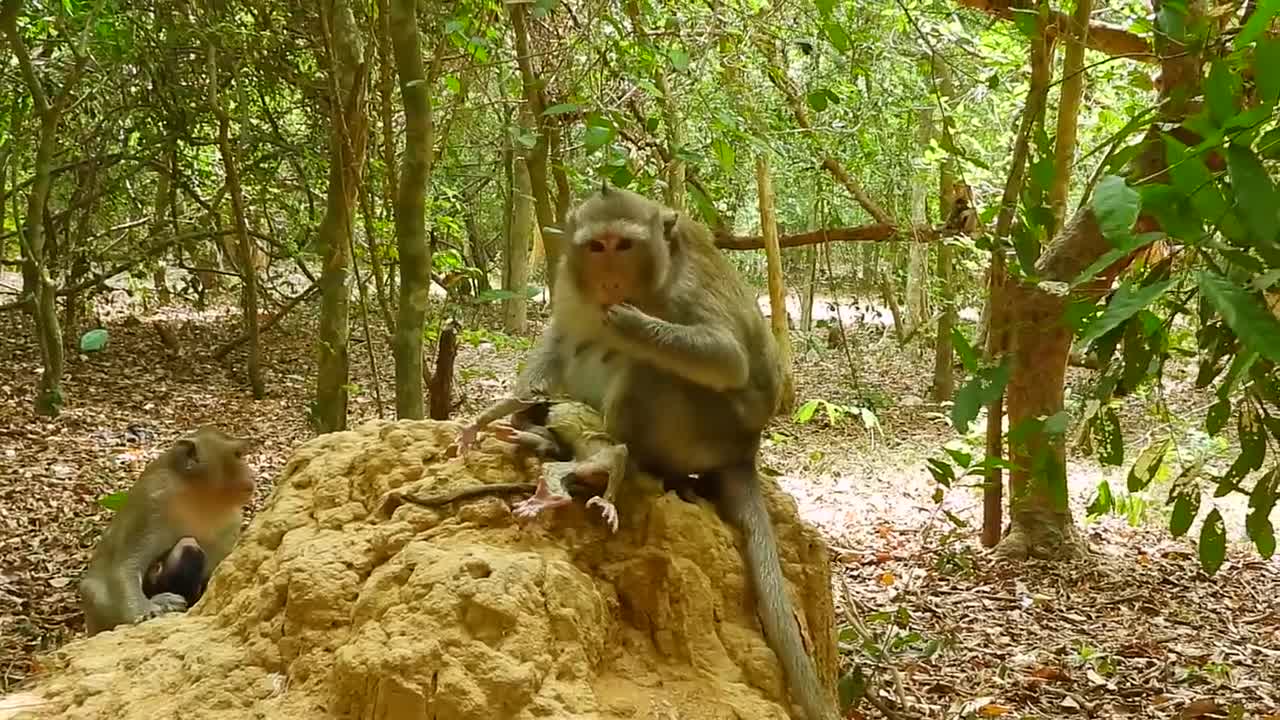 AMAZING MOMMY MONKEY GIVING BIRTH" best of the best #4 "