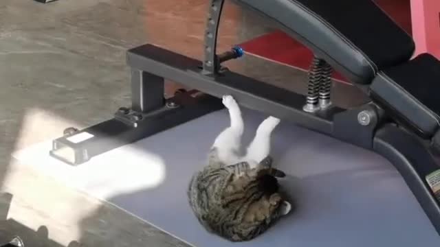 Cat funny six pack abs workout 🤣😝😂