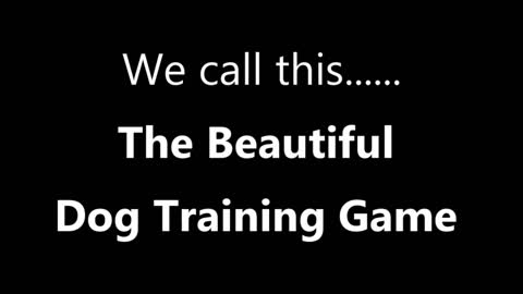 The beautiful dog training