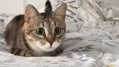 Best Funny Cats and Dogs Compilation ♥ Cute Baby Animals & Funny Pets #Shorts​