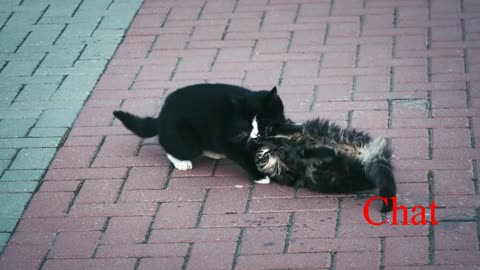 Deux chats jouant/Two cats playing