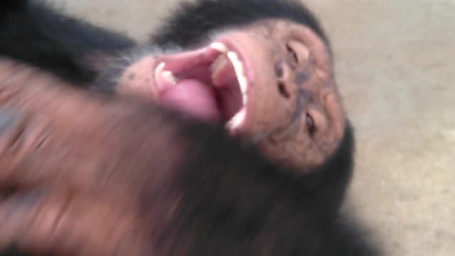 Laughing chimp being tickled