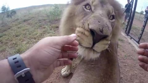 lion hugs man