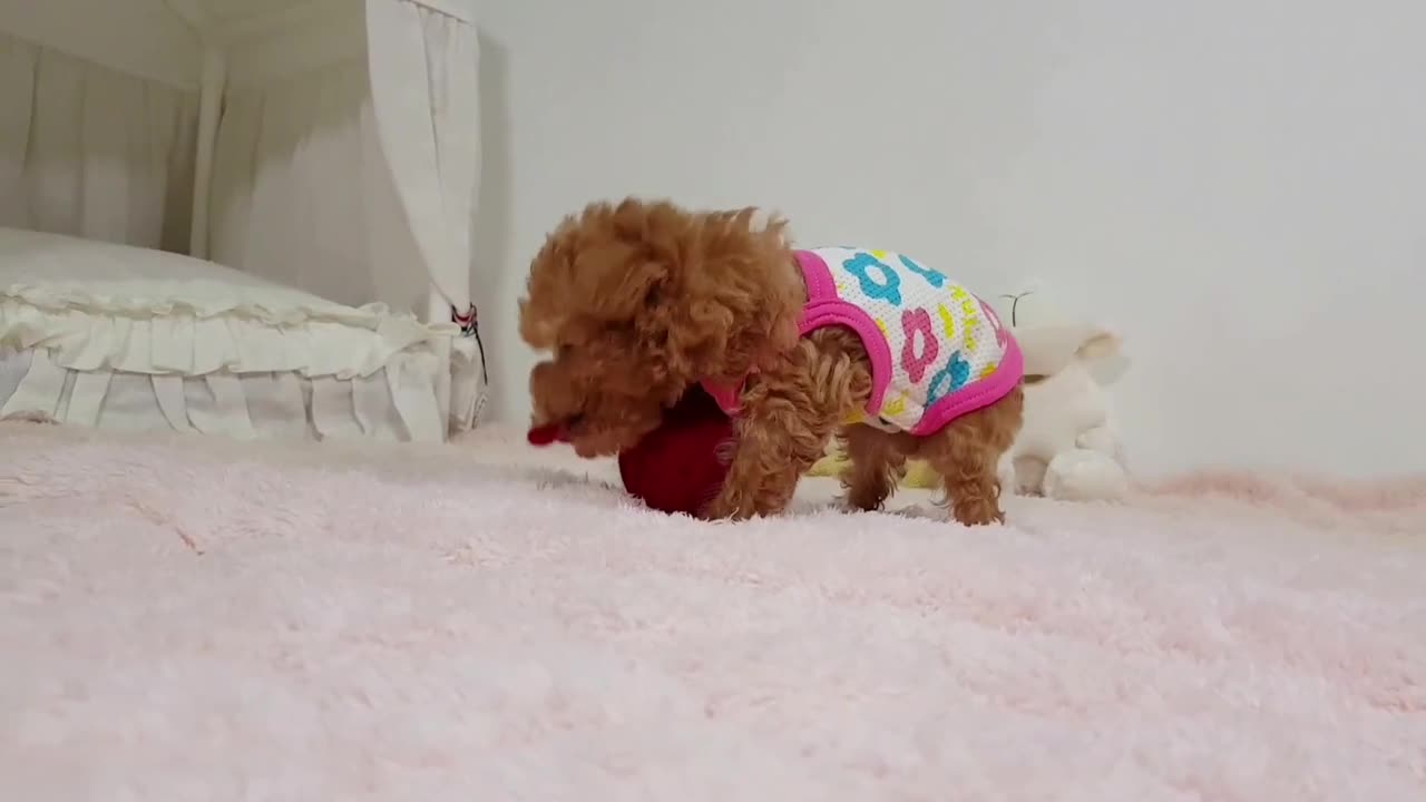 😍😍😍 PUPPIES 18 😍😍😍