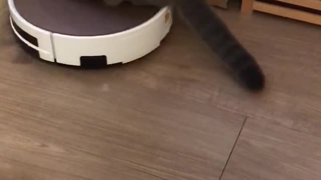 Cat riding a robot vacuum.