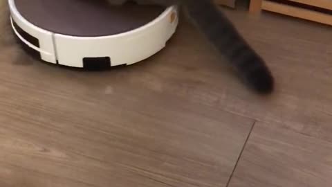 Cat riding a robot vacuum.