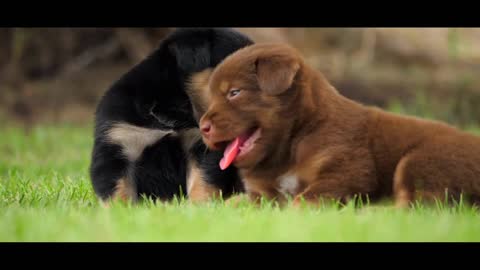 Puppies Puppy Cute playing in the field