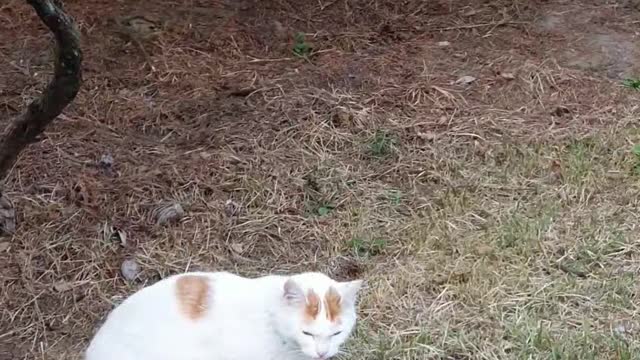 Shy white street cat