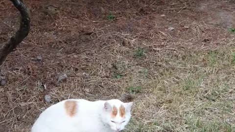 Shy white street cat