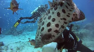 Spirit of Freedom; Cairns, Australia - Cod Hole