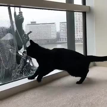 Cat plays with the window washer