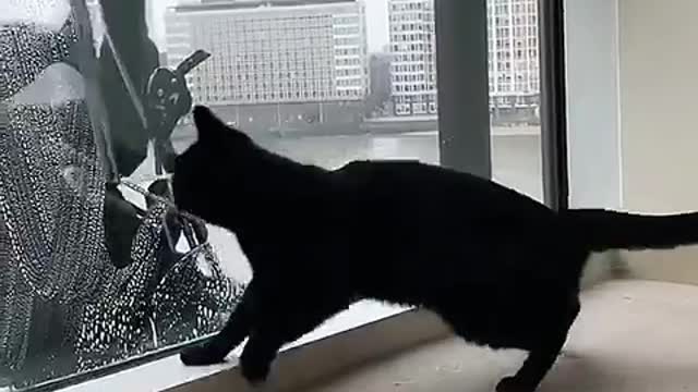 Cat plays with the window washer