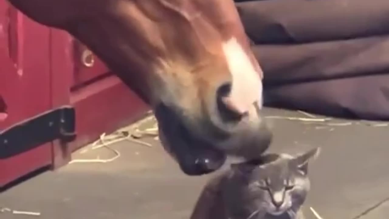 Animal#fun