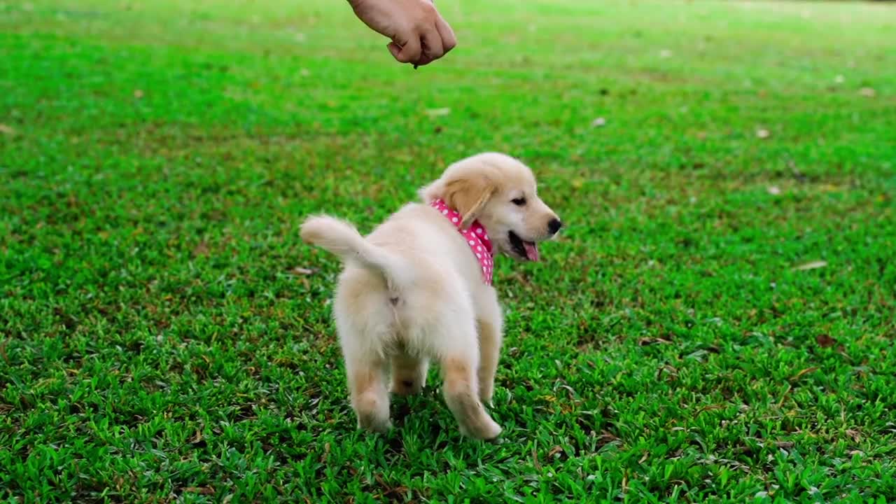 cutest little thing, this puppy can't help but look at him