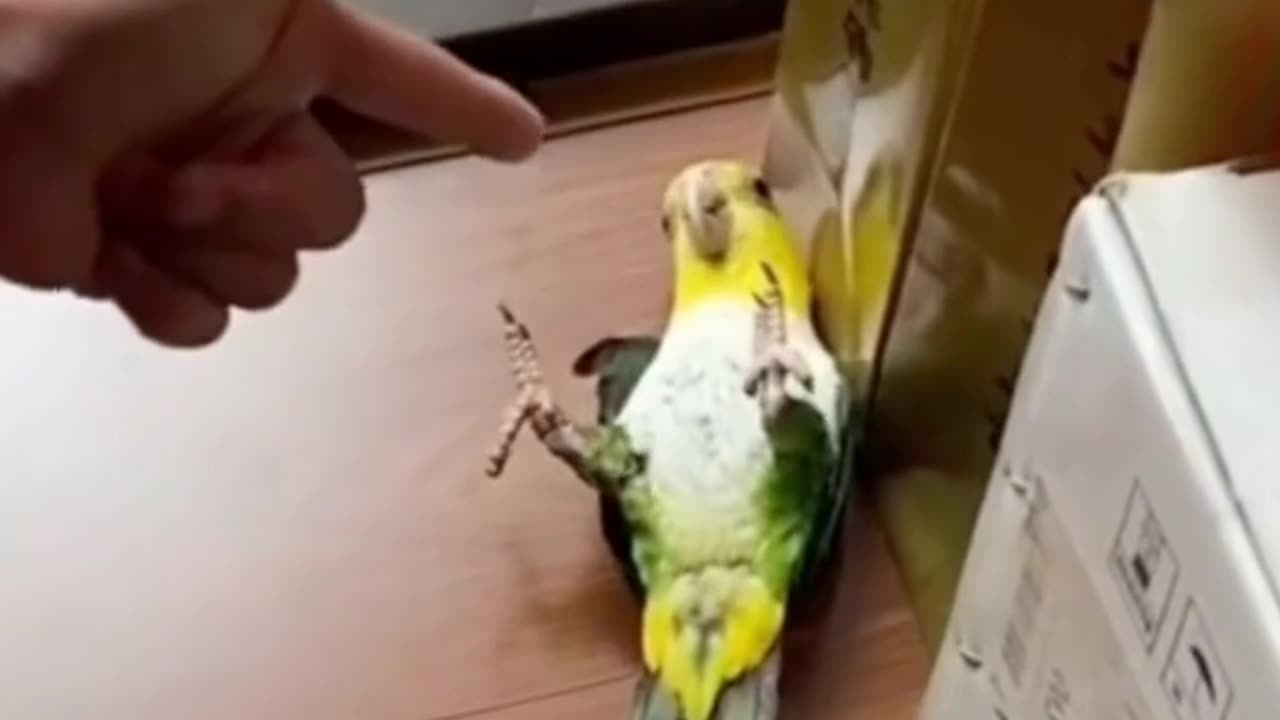 Funny animals act try not to laugh