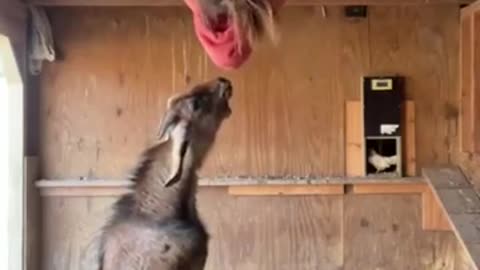 funny goat