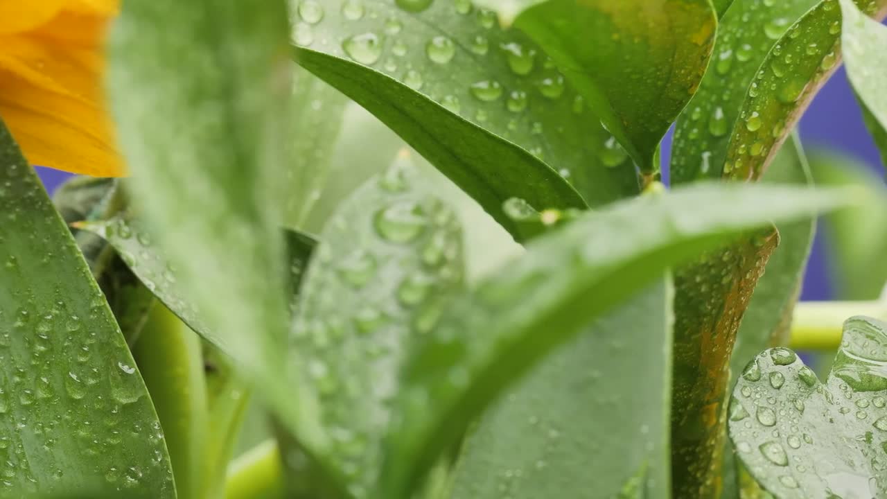 Wet yellow flowers and plants