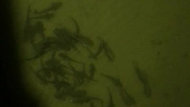 School of Mullet at Night