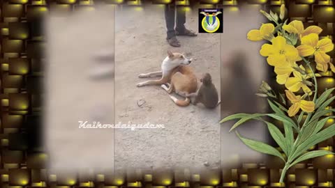 funny animals try not to laugh
