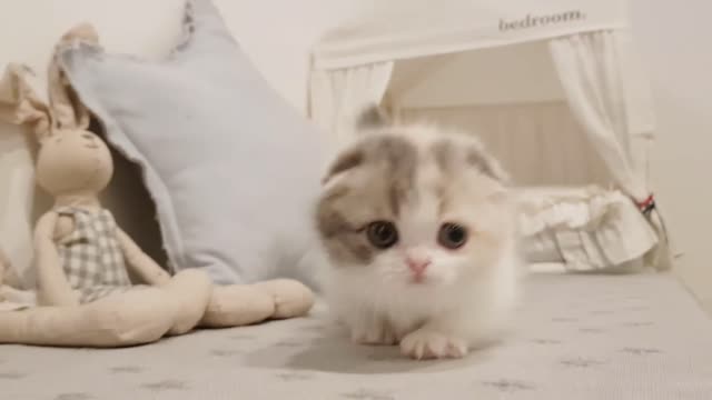 Beautiful kitten training smily style