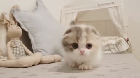 Beautiful kitten training smily style