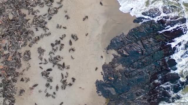 On the Cape Cross video