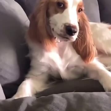 o cao assanhadinho kkk