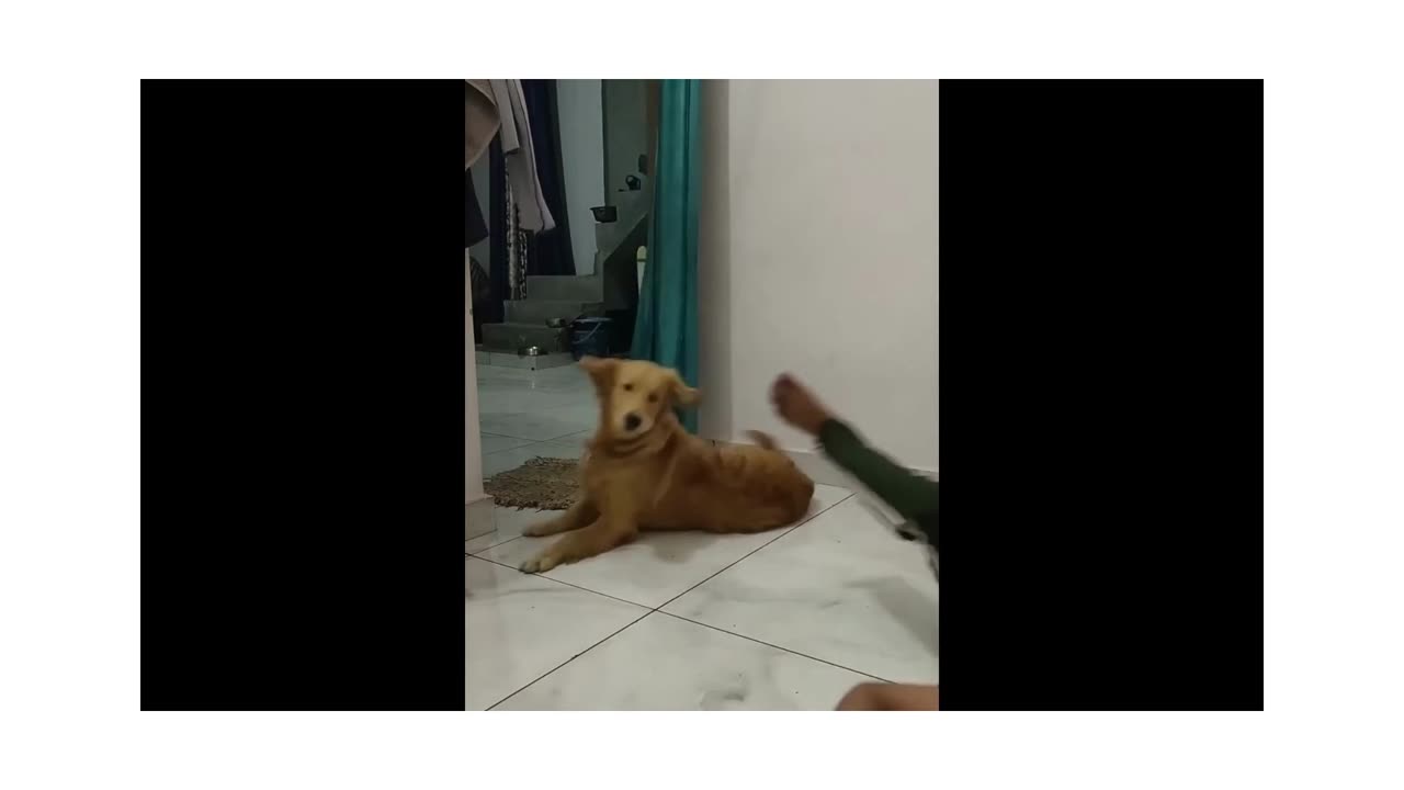 22M views : New Funny Animals π Funniest Cats and Dogs Videos πΊπΆ