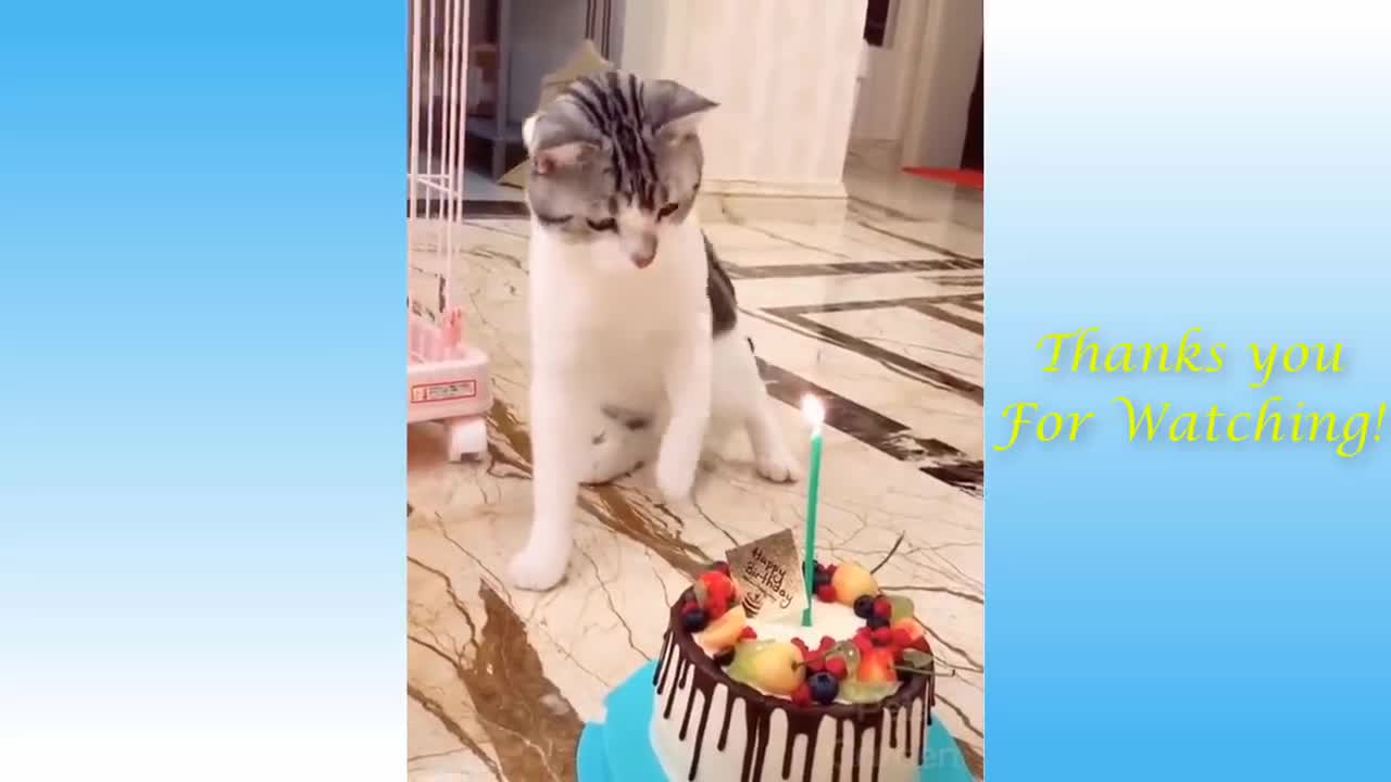 funny cats doing cute stuff