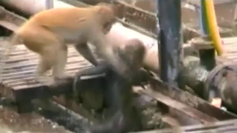 Monkey rescue, Siberian Huskies in Cairo this week's animal stars